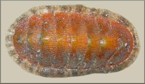 Chaetopleura apiculata (Say, 1838) Eastern Beaded Chiton