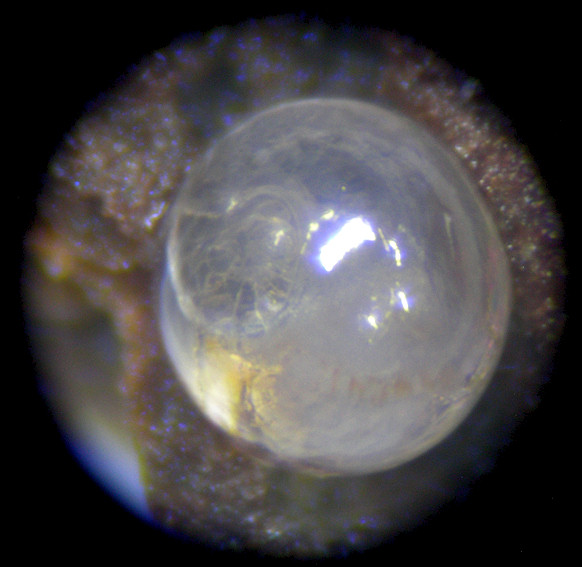 Gastrocopta contracta (Say, 1822) Bottleneck Snaggletooth Ovum