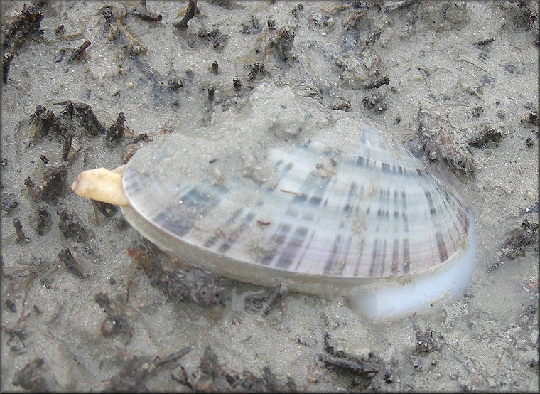 Macrocallista nimbosa (Lightfoot, 1786) Sunray Venus