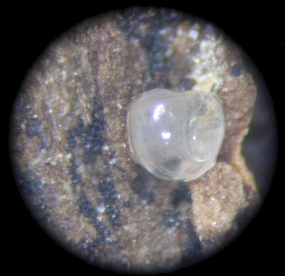 Gastrocopta contracta (Say, 1822) Bottleneck Snaggletooth Ovum