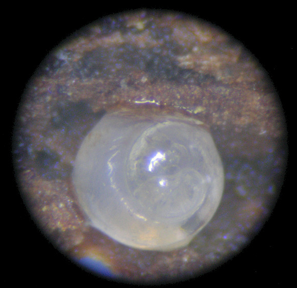 Gastrocopta contracta (Say, 1822) Bottleneck Snaggletooth Ovum