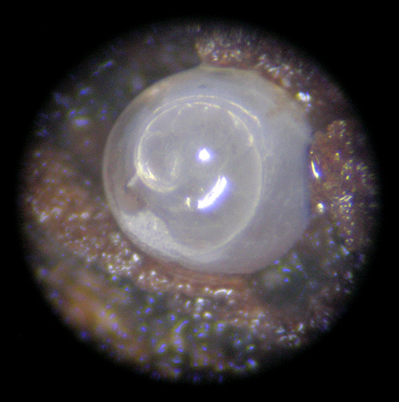 Gastrocopta contracta (Say, 1822) Bottleneck Snaggletooth Ovum