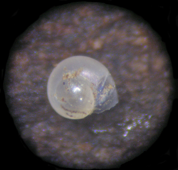 Gastrocopta contracta (Say, 1822) Bottleneck Snaggletooth Ovum