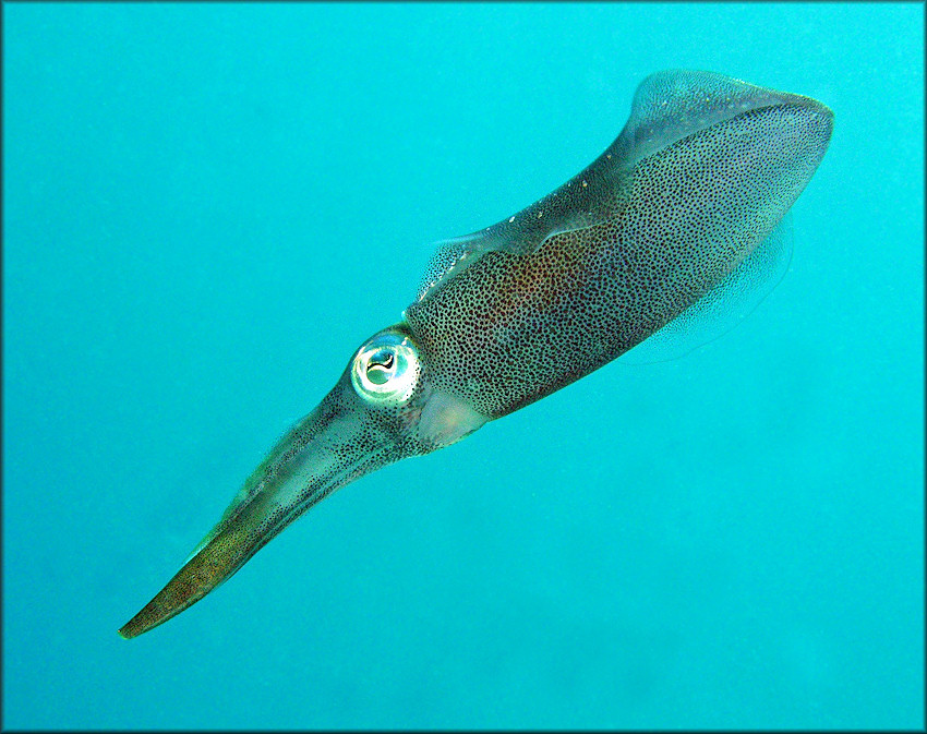 Sepioteuthis sepioidea (de Blainville, 1823) "Caribbean Reef Squid"