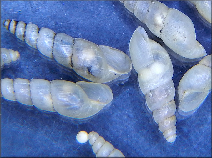 Allopeas gracile (Hutton, 1834) Graceful Awlsnail Eggs 