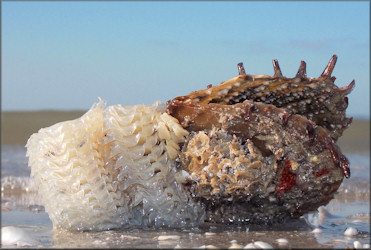 Ficus papyratia (Say, 1822) Atlantic Figsnail Egg Cases