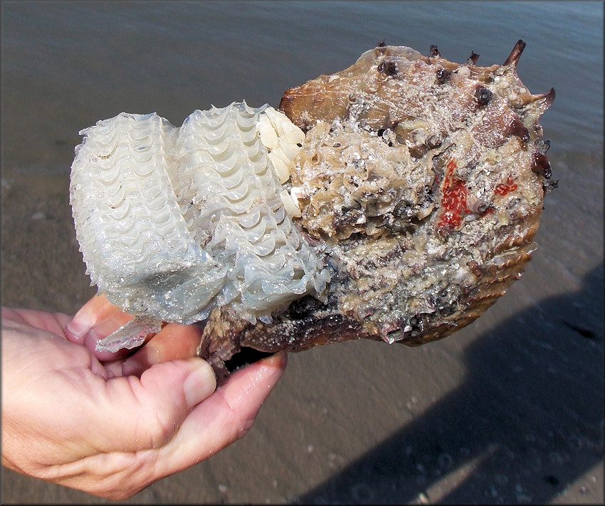 Ficus papyratia (Say, 1822) Atlantic Figsnail Egg Cases