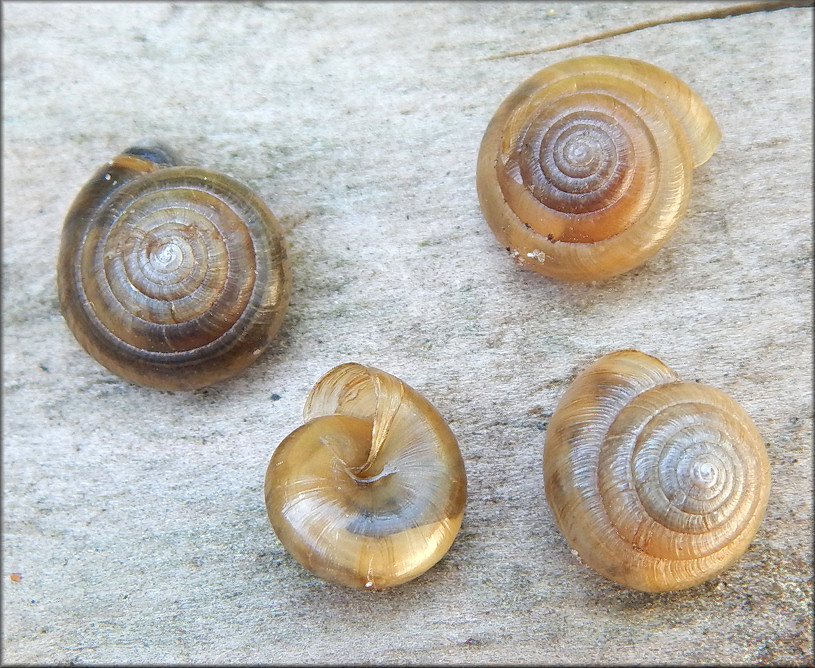 Ventridens demissus (A. Binney, 1843) Perforate Dome