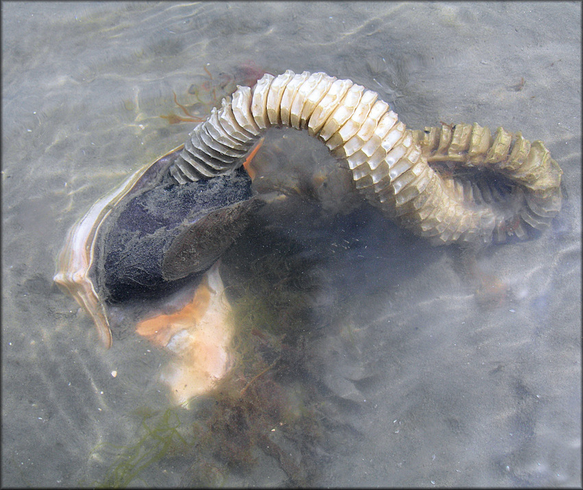 Busycon carica (Gmelin, 1791) Female Depositing Egg Capsules 