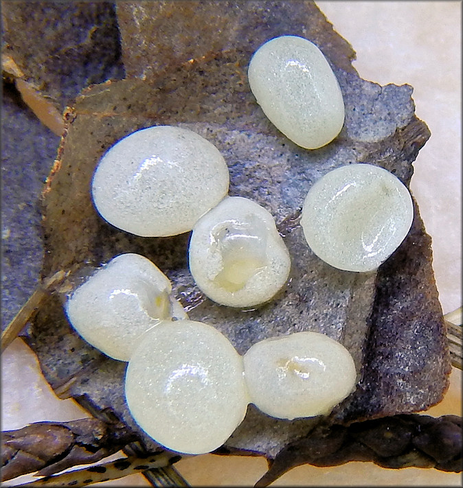 Triodopsis hopetonensis (Shuttleworth, 1852) eggs