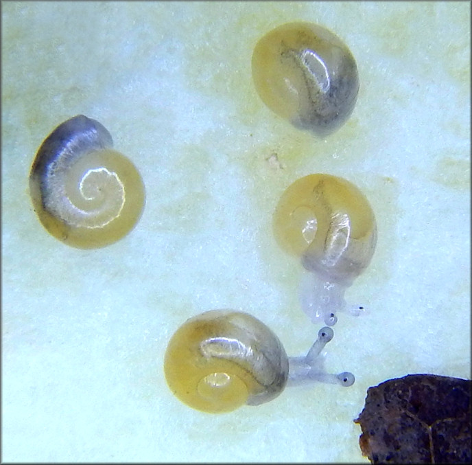 Triodopsis hopetonensis (Shuttleworth, 1852) hatchlings