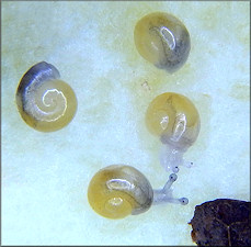 Triodopsis hopetonensis (Shuttleworth, 1852) hatchlings