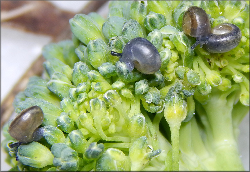 Triodopsis hopetonensis (Shuttleworth, 1852) hatchlings