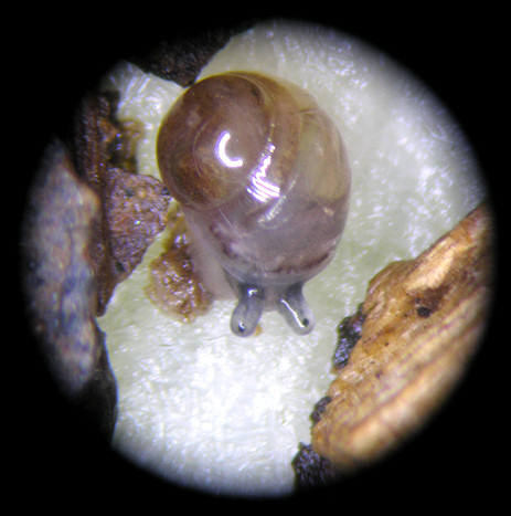 Cochlicopa morseana (Doherty, 1878) Appalachian Pillar Juvenile