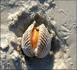 Trachycardium egmontianum (Shuttleworth, 1856) Florida Pricklycockle