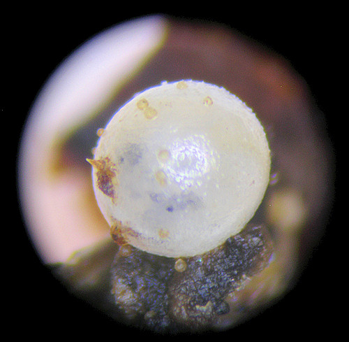 Cochlicopa morseana (Doherty, 1878) Appalachian Pillar Egg
