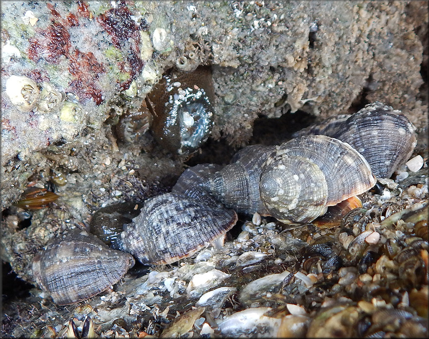 Stramonita haemastoma (Linnaeus, 1767) Florida Rocksnail