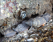 Stramonita haemastoma (Linnaeus, 1767) Florida Rocksnail