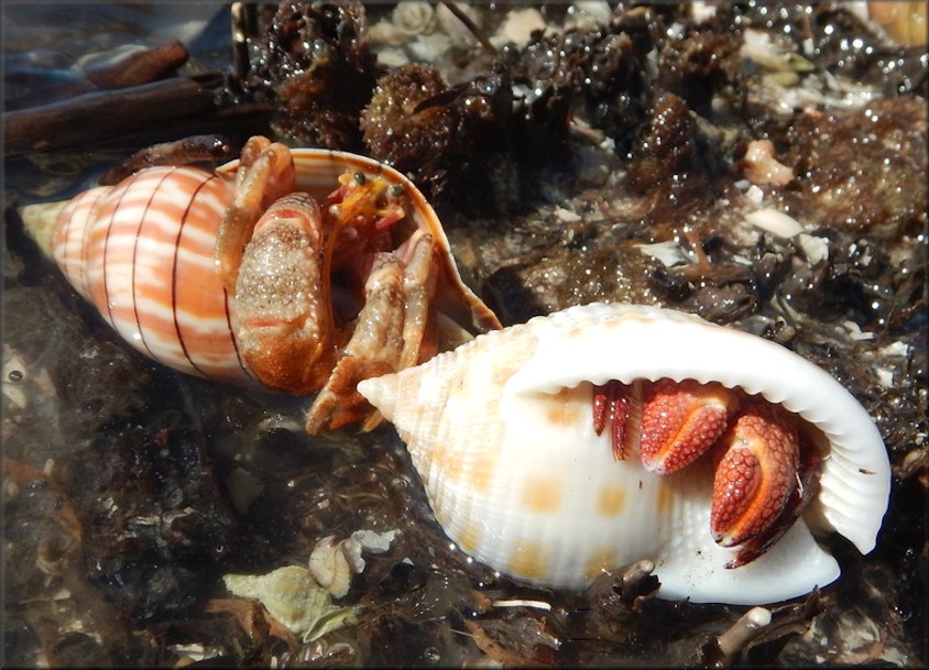 Cinctura tortugana foxi Petuch and Berschauer, 2022