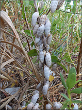 Cerion tridentatum costellatum Pilsbry, 1948 In Situ