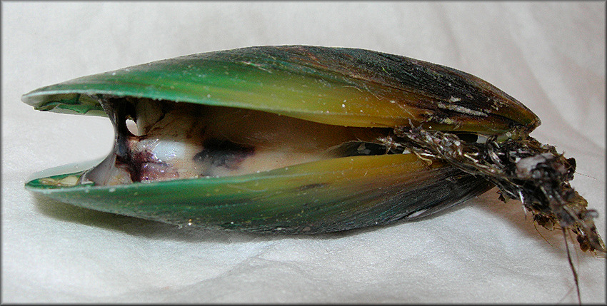 Perna viridis (Linnaeus, 1758) Asian Green Mussel