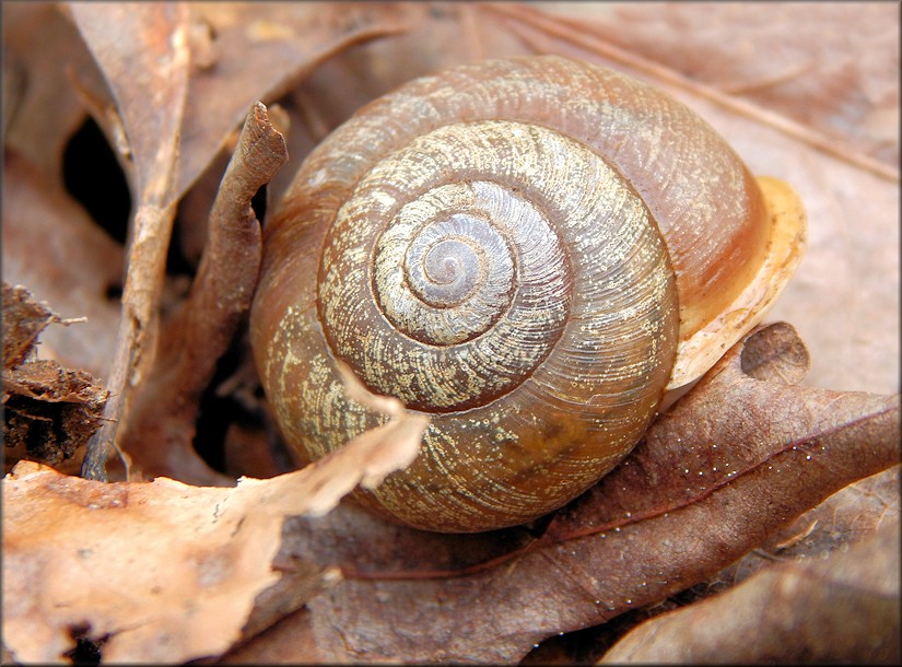 Neohelix albolabris (Say, 1817) Whitelip In Situ