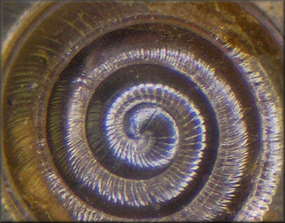 Paravitrea multidentata (A. Binney, 1841) Dentate Supercoil