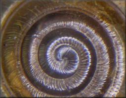 Paravitrea multidentata (A. Binney, 1841) Dentate Supercoil