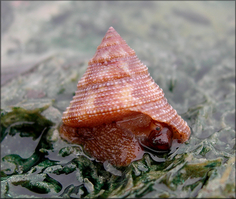 Calliostoma tampaense (Conrad, 1846) Tampa Bay Topsnail