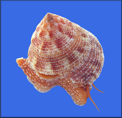 Calliostoma tampaense (Conrad, 1846) Tampa Bay Topsnail