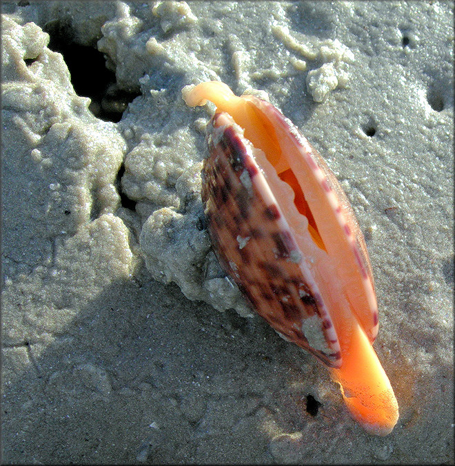 Megapitaria maculata (Linnaeus, 1758) Calico Clam In Situ