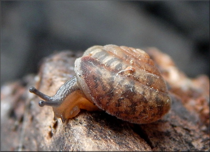 Euchemotrema fraternum (Say, 1821) Upland Pillsnail