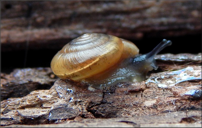 Ventridens demissus (A. Binney, 1843) Perforate Dome