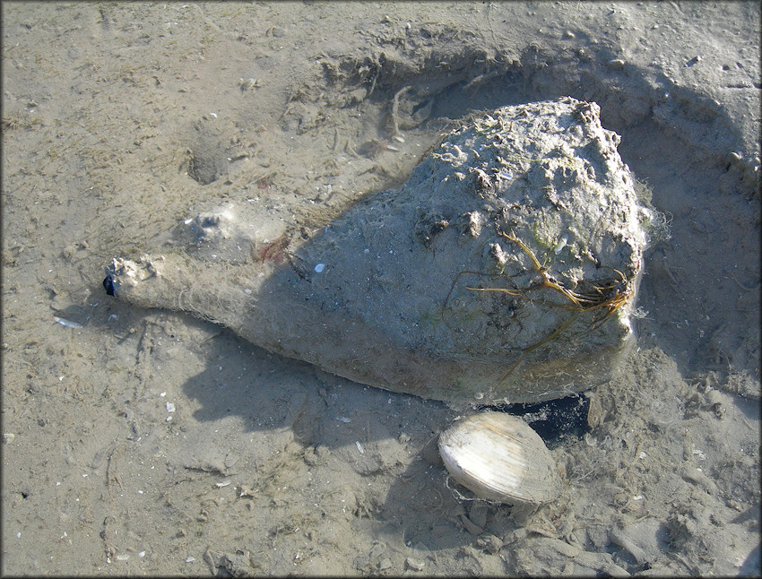 Busycon perversum (Linnaeus, 1758) Prepares For Clam (Mercenaria) Dinner