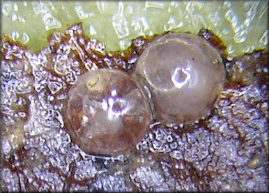 Vertigo milium (Gould, 1840) eggs