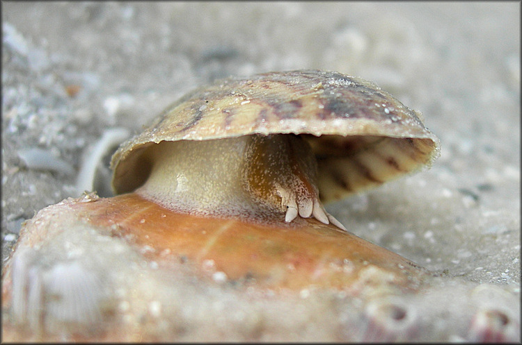 Crepidula fornicata (Linnaeus, 1758) Common Atlantic Slippersnail