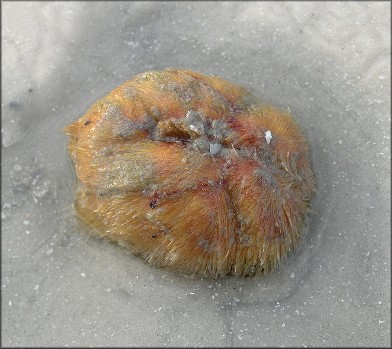 Meoma ventricosa (Lamarck, 1816) "Red Heart Urchin"