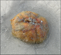 Meoma ventricosa (Lamarck, 1816) "Red Heart Urchin"