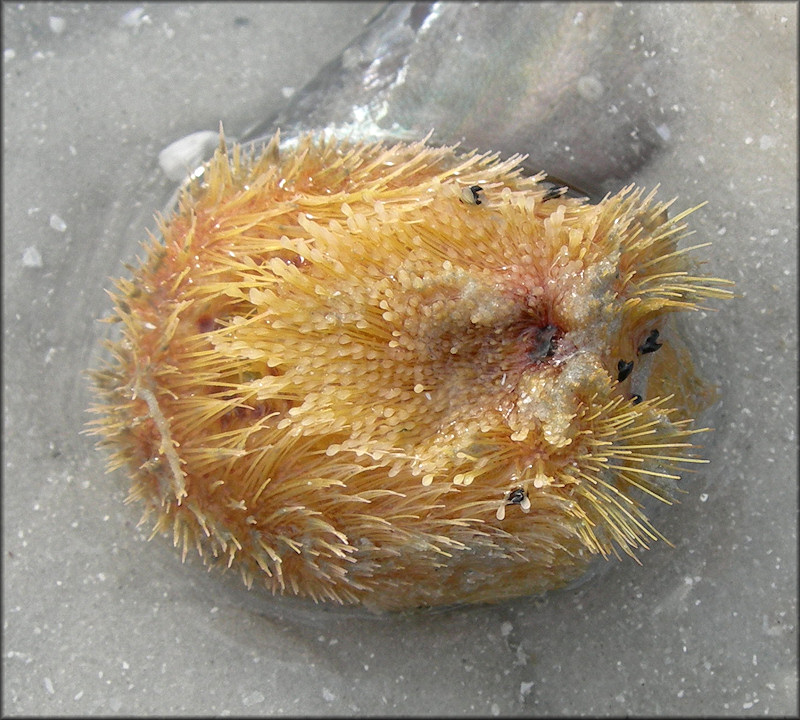 Meoma ventricosa (Lamarck, 1816) "Red Heart Urchin"