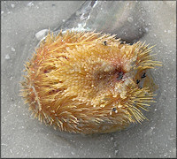 Meoma ventricosa (Lamarck, 1816) "Red Heart Urchin"