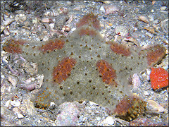 Oreaster reticulatus Cushion Sea Star Juvenile