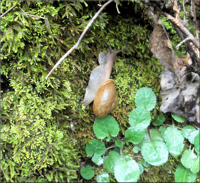  Neohelix albolabris (Say, 1817) Whitelip