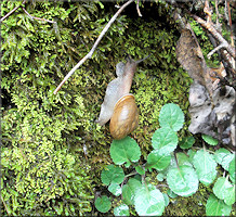 Neohelix albolabris (Say, 1817) Whitelip