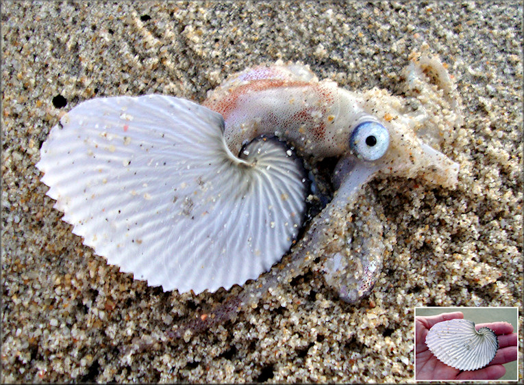 Argonauta argo Linnaeus, 1758 Greater Argonaut