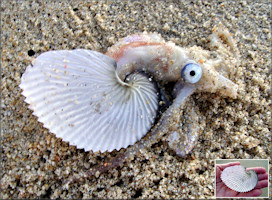 Argonauta argo Linnaeus, 1758 Greater Argonaut