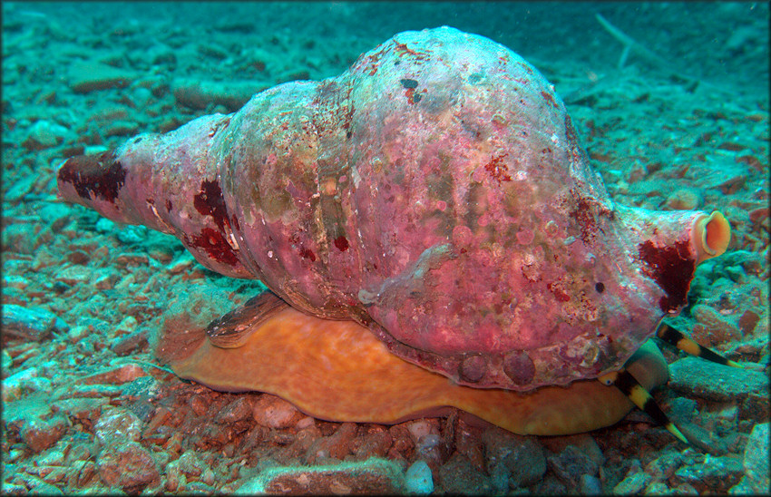 Charonia variegata (Lamarck, 1816)