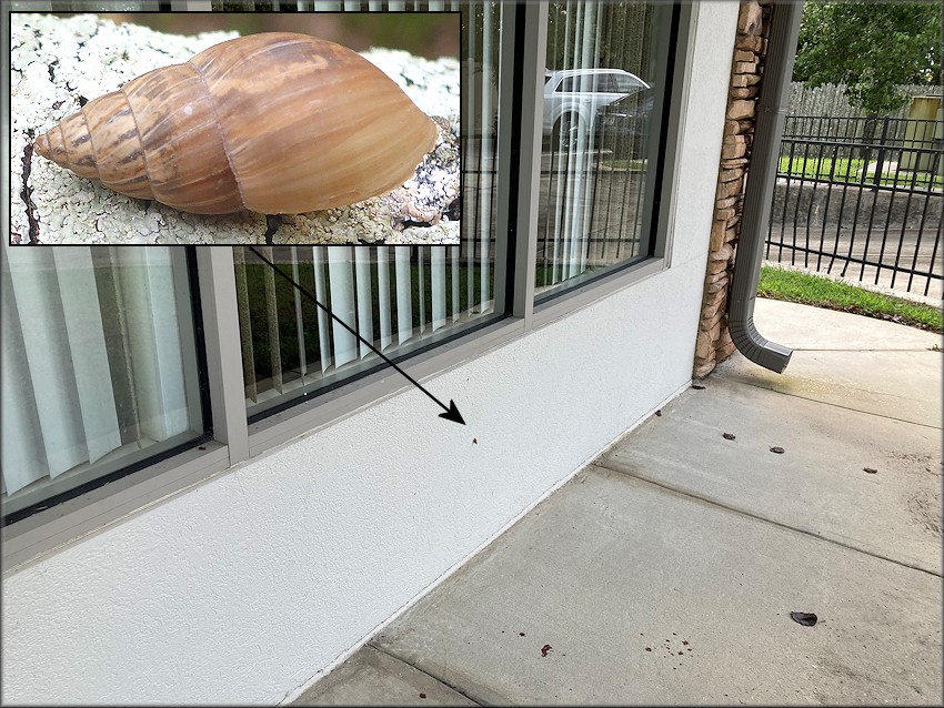 Bulimulus sporadicus At 6930 Bonneval Road