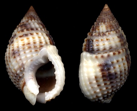 Nassarius margaritifer (Dunker, 1847)