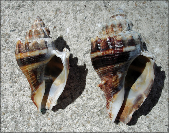 Melongena corona - Nassau Co., FL