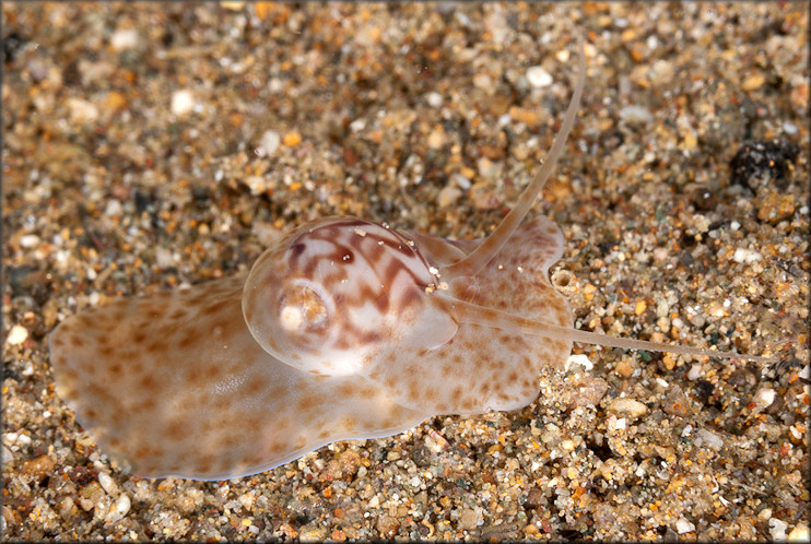 Tanea undulata (Rding, 1798)